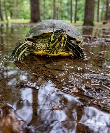 water turtle