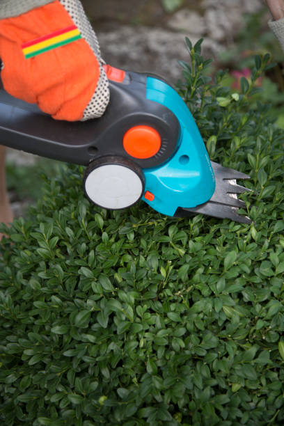 istock Trimming the boxwood with a accu grass trimmer 1248295981