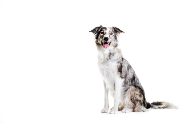 istock Mixed breed dog sitting on white background 1248296092