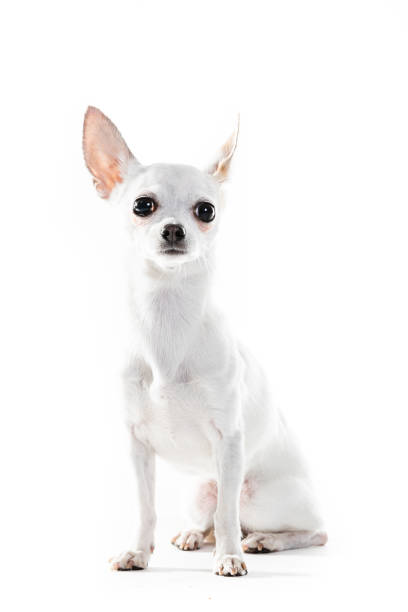 istock Chihuahua lap dog sitting on white background 1248296119