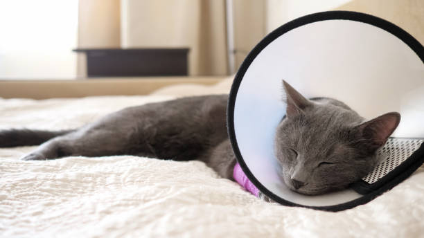 istock Gray cat in a veterinary collar sleeps on a bed 1248296170