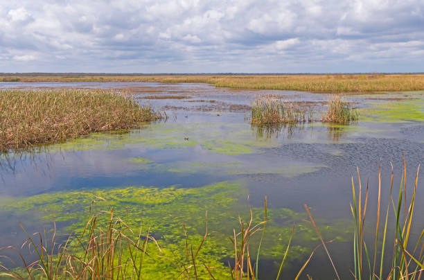 giornata tranquilla in una palude delle zone umide - swamp moody sky marsh standing water foto e immagini stock