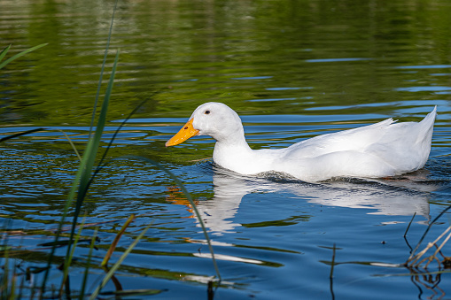 Male pekin duck, also known as Aylesbury or Long Island Duck, swimming on a calm, still lake