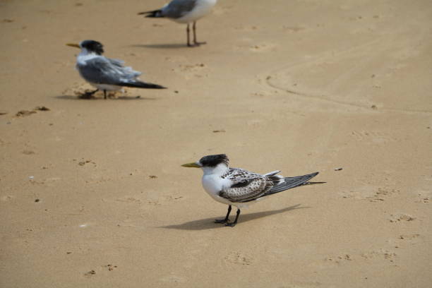 istock Seagull and Sterna paradisaea at the beach, Australia 1248296974
