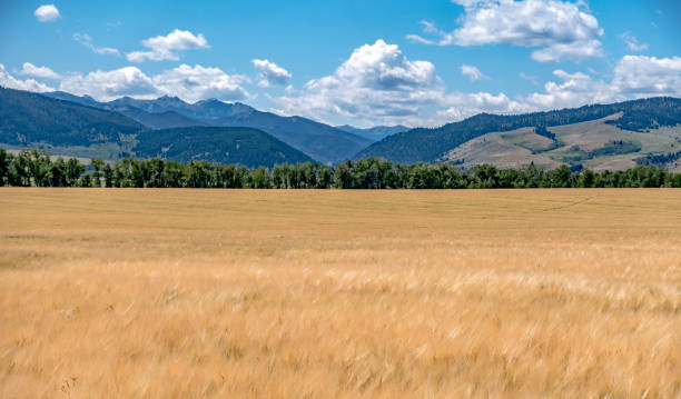 istock wheat field ready for harvest in montana mountains 1248297349