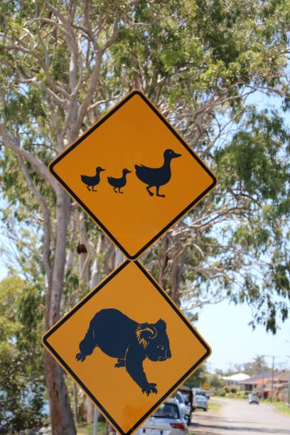 Attention koalas and ducks, Traffic sign on the roadside, Australia Attention koalas and ducks, Traffic sign on the roadside, Australia ursus tractor stock pictures, royalty-free photos & images