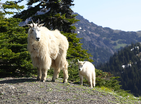 A mother goat and her kid high up in the National Park