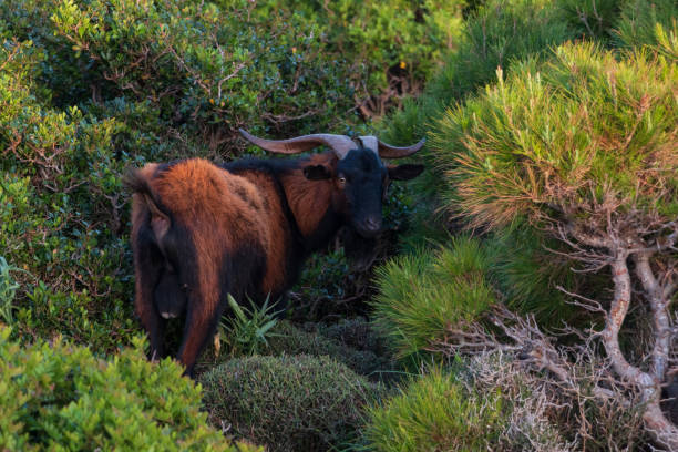 An invasive wild goat (Capra hircus) in the mountains among the bushes on the island of Mallorca stock photo