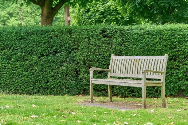 istock Wooden bench in the park 1248302029