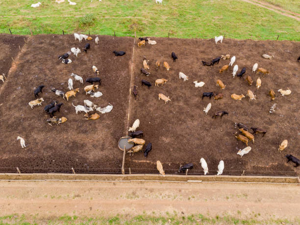 istock Livestock in confinement, oxen, cows, sunny day 1248302455