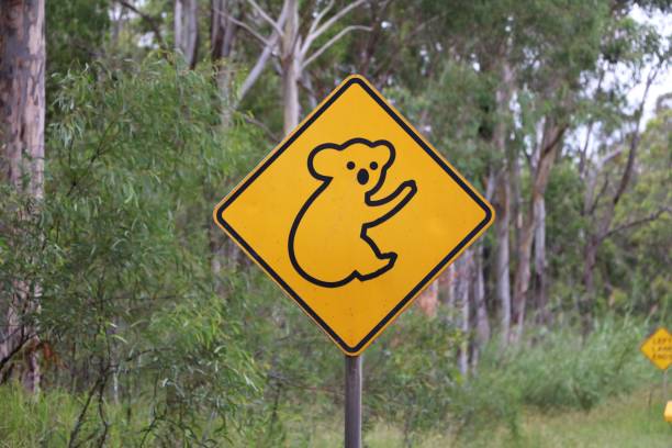 Attention Koalas, Australia Attention Koalas, Australia ursus tractor stock pictures, royalty-free photos & images