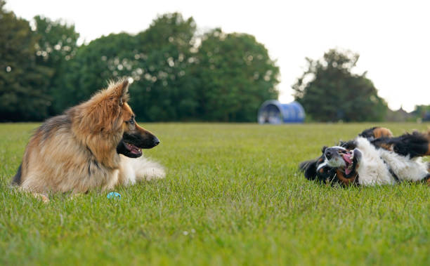 istock Two large dogs playing at the dog friendly park. 1248303795