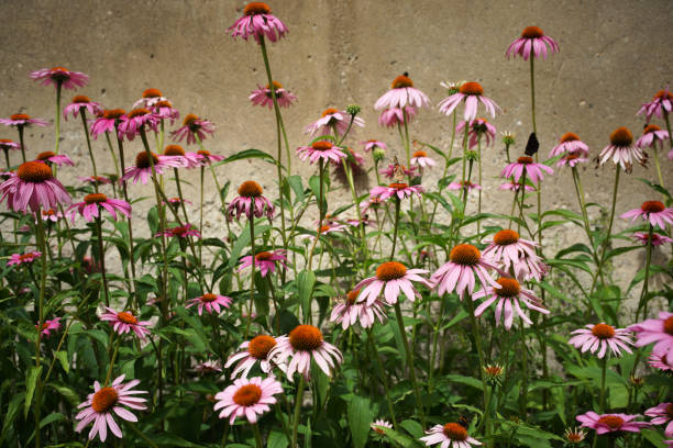 istock Close up of pink Echinacea flowers. 1248305512