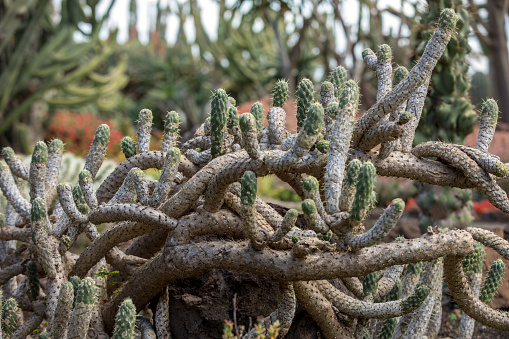 Prickly cactus plant growing