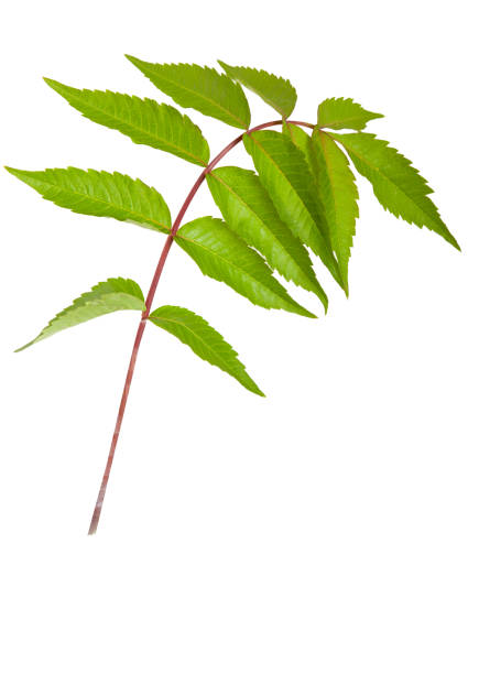istock Green leaves on a white background. Isolated green leaf, twig. 1248306695