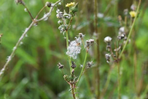 istock The fluff and seeds of Sow thistle 1248306761
