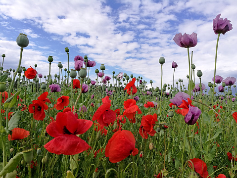 poppies against cloudy sky