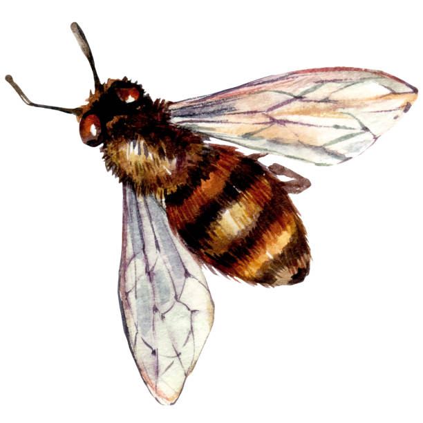 akwarela ilustracja pszczoły miodnej - bee flower meadow flying stock illustrations