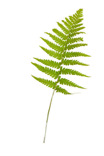 istock Wild Fern isolated on a white background 1248309098