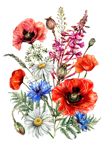 Hand Drawn Watercolor Flower Bouquet of Wildflowers: Poppy, Chamomile, Cornflower, Fireweed, Fern. Botanical Illustration in Vintage Style of Summer Decoration Isolated on White. Floral Illustration.
