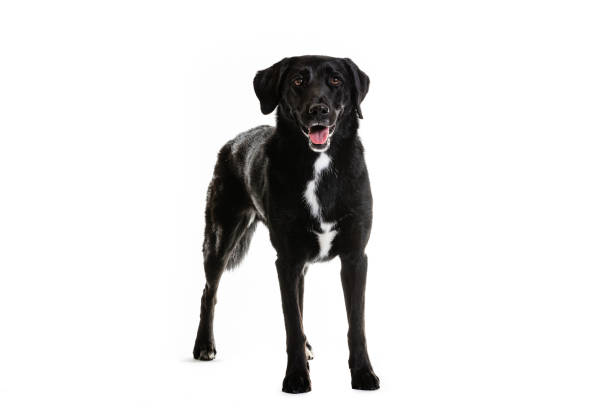 istock Black Australian Shepherd and Labrador mixed breed dog on white 1248309424