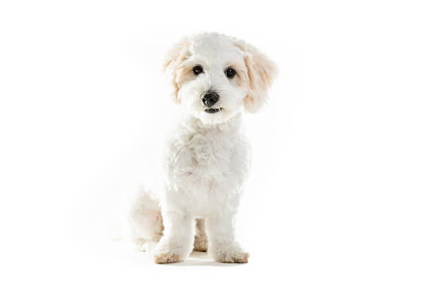 Cute Maltese puppy against white background