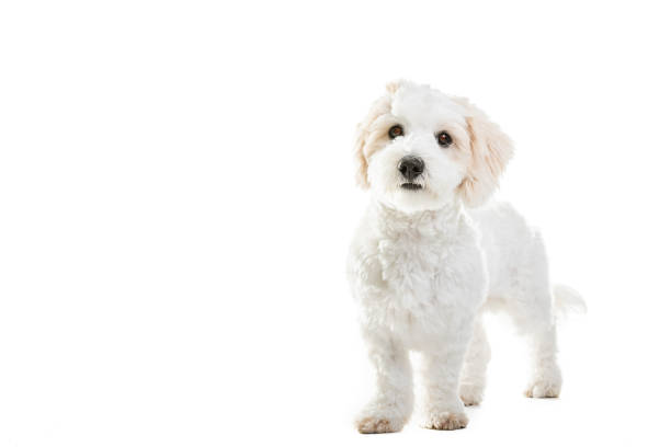 istock Cute Maltese puppy against white background 1248309486
