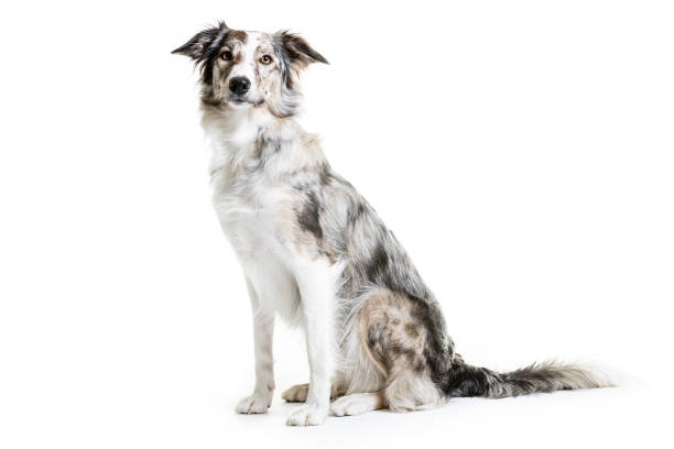 istock Mixed breed dog sitting on white background 1248309491