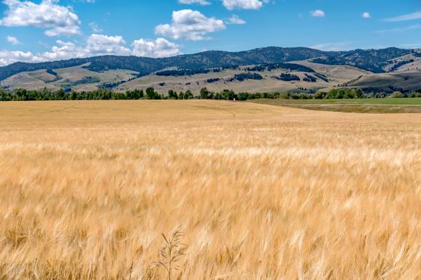 istock wheat field ready for harvest in montana mountains 1248311165