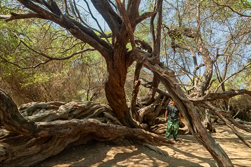 Un antiguo algarrobo o algarrobo en el Santuario Histórico Bosque de Pomac en la Región de Lambayeque, Provincia de Ferreñafe, Distrito Pitipo del Perú. Conocido como un árbol milenario, tiene entre 500 y 1000 años. photo