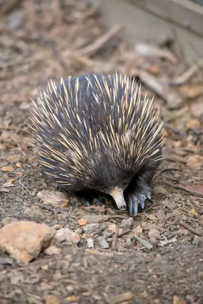 the echidna has cream quills to potect itself and a long nose to look for ants