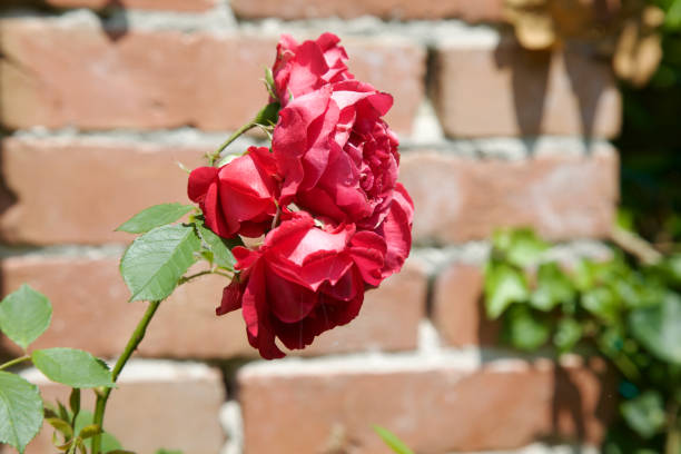 istock Red roses on a branch with a brick wall as background 1248315270