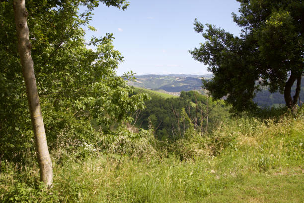 istock Hill slopes in the distance seen through some trees 1248315319