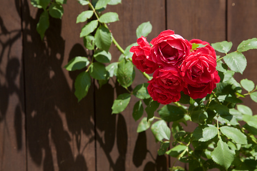 A red rose branch with foliage with a wooden wall as background