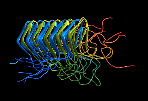 A molecular model of Amyloid protein fibrils. Formed when mis-folded proteins self-assemble into fibrous sheet structures, they are found in the brains of sufferers of Alzheimer's disease and may be implicated in causing the disease.