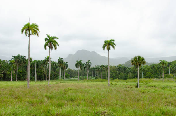 istock Cuban palm trees and foggy jungle 1248315628