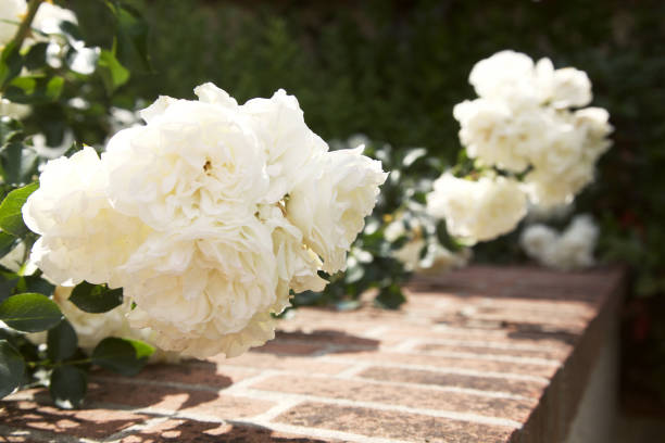 istock White rose branches on the top of a brick wall 1248315720