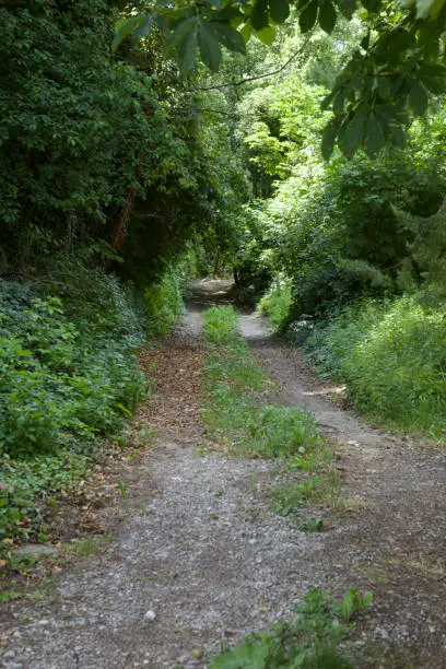 A trail with trees arching on it, on a hillslope in summer