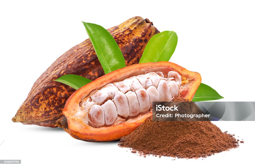 Cacao or Cocoa fruit isolated on white background Cocoa Powder Stock Photo
