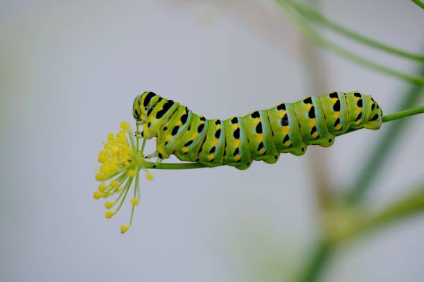 istock Eastern Black Swallowtail Larva - Color Macro Format 1248317357