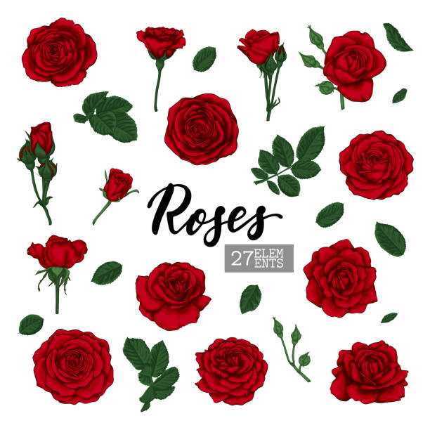 ilustrações de stock, clip art, desenhos animados e ícones de set collection red roses and leaves realistic isolated on white background. design elements for greeting card and invitation of the wedding, birthday, valentine's day, mother's day and other holiday - rose colored