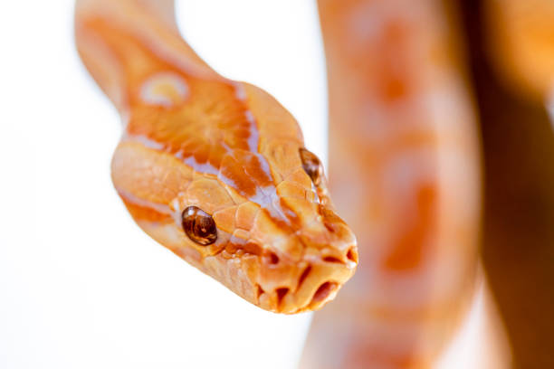 Rock Python On Tree 40+ Asian Rock Python Photos Stock Photos, Pictures & Royalty-Free ...
