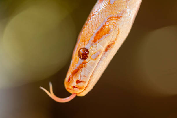 Asia Rock Python 40+ Asian Rock Python Photos Stock Photos, Pictures & Royalty-Free ...