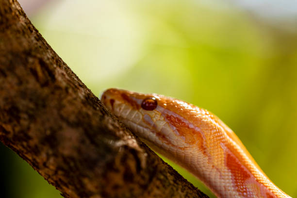 Asia Rock Python 40+ Asian Rock Python Photos Stock Photos, Pictures & Royalty-Free ...