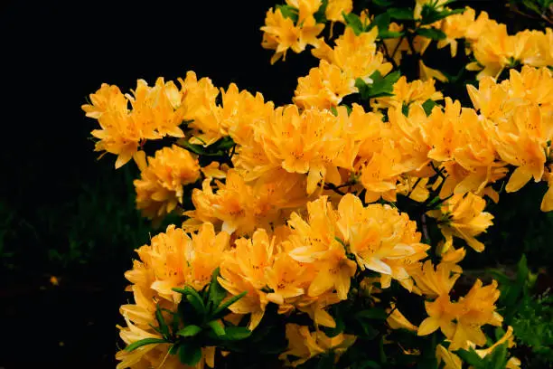 Orange(color) flowers