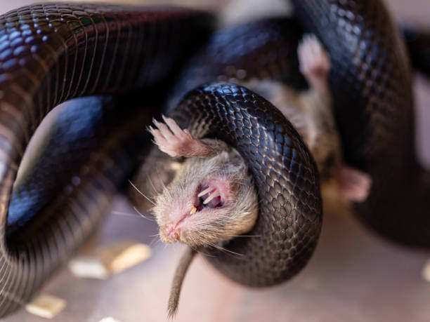 close-up de uma cobra negra enrolada matando sua presa sufocada - snake white curled up animal - fotografias e filmes do acervo