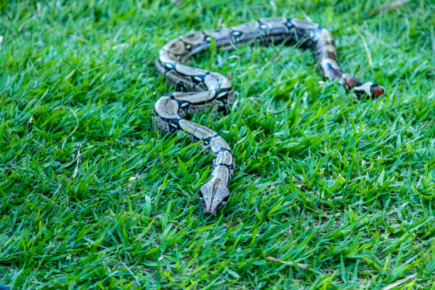 istock Boa (Boa constrictor) strolling across the lawn. 1248318800