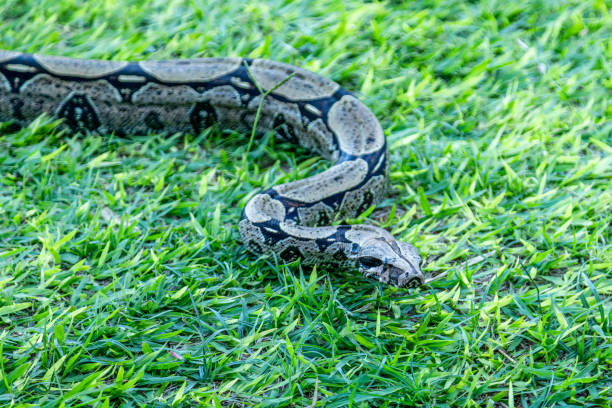 istock Boa (Boa constrictor) strolling across the lawn. 1248318804