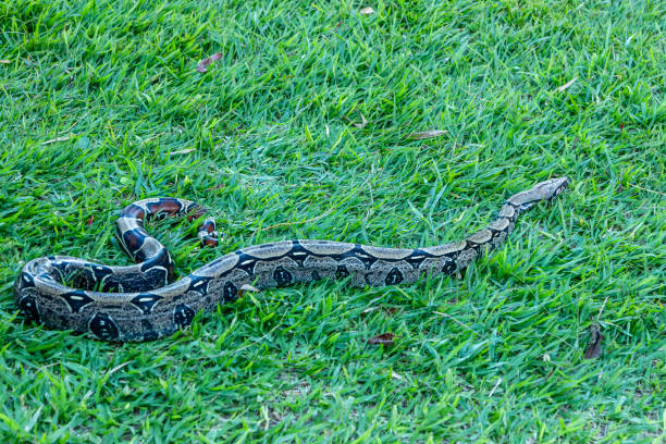 istock Boa (Boa constrictor) strolling across the lawn. 1248318806