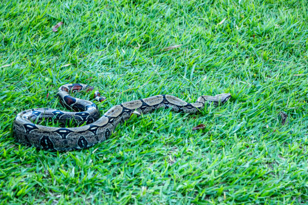 istock Boa (Boa constrictor) strolling across the lawn. 1248319316